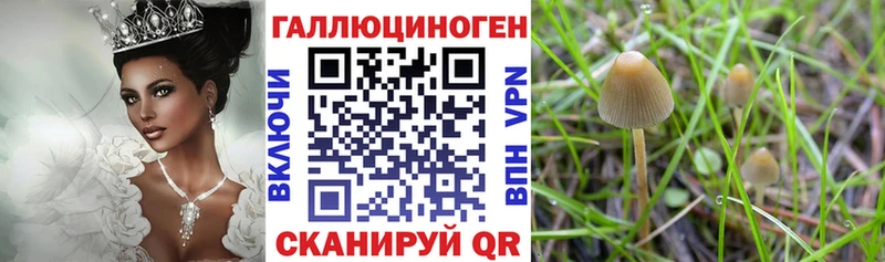 Купить закладки  Королёв  Псилоцибиновые грибы мицелий 